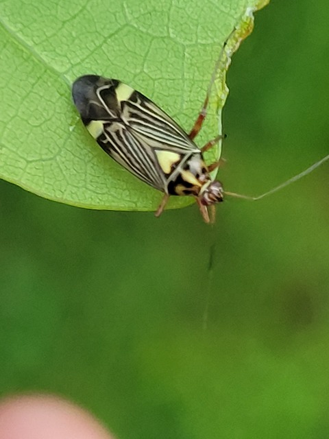 Rhabdomiris striatellus - zebra-mezeipoloska