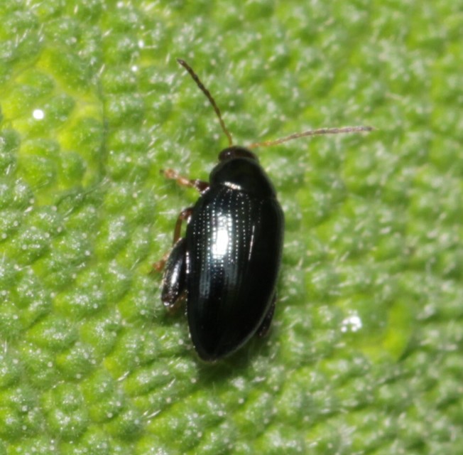 Psylliodes chrysocephala - repce-földibolha