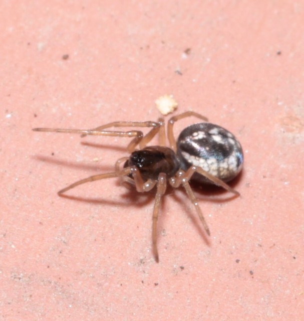 Pachygnatha degeeri/clercki