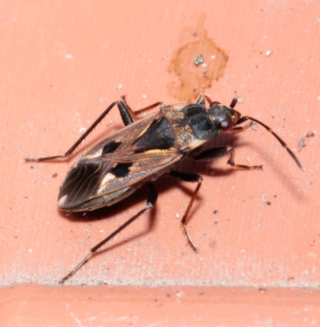 Rhyparochromus vulgaris - közönséges díszesbodobács
