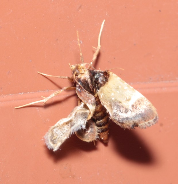 Pyralis farinalis - lisztilonca