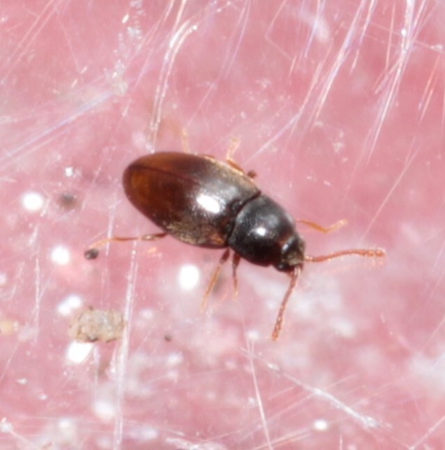 Atomaria Atomaria