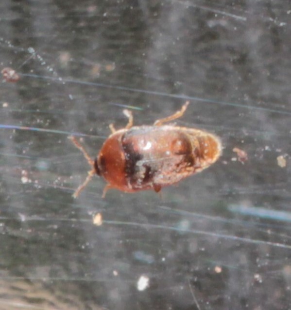 Sericoderus lateralis - selymes pontbogár Sericoderus lateralis - selymes pontbogár