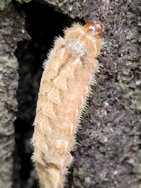 Neozephyrus quercus - tölgyfalepke