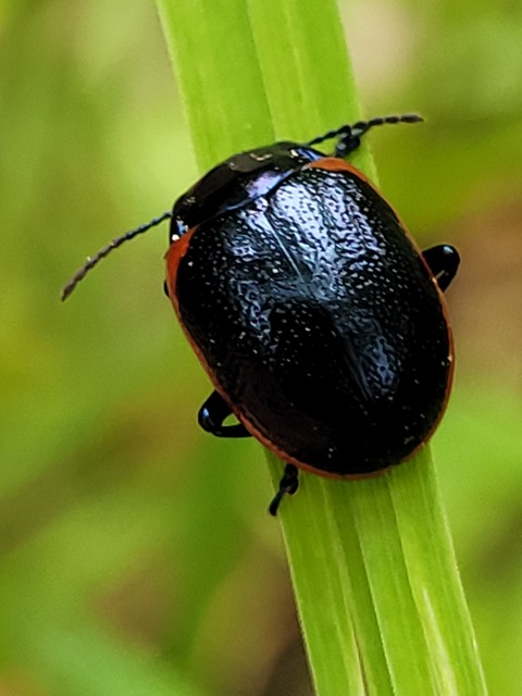 Chrysolina rossia - trapézhátú szegélyeslevelész