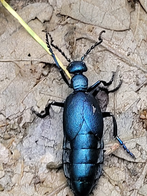 Meloe violaceus - kék nünüke