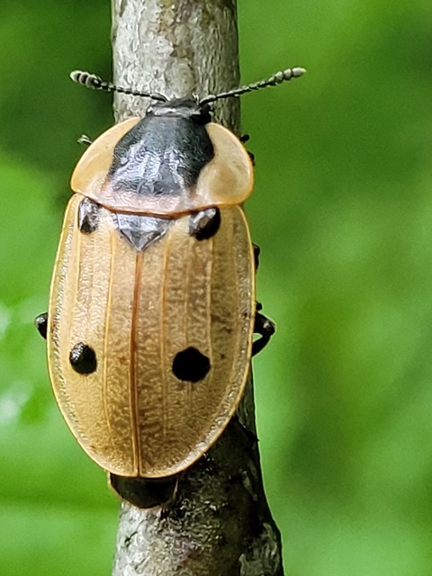 Dendroxena quadrimaculata - négypettyes dögbogár