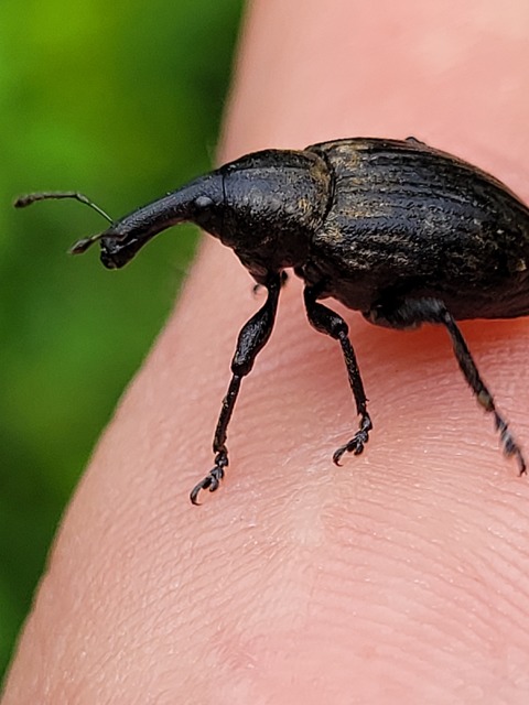 Lepyrus capucinus - pettyes fűzormányos