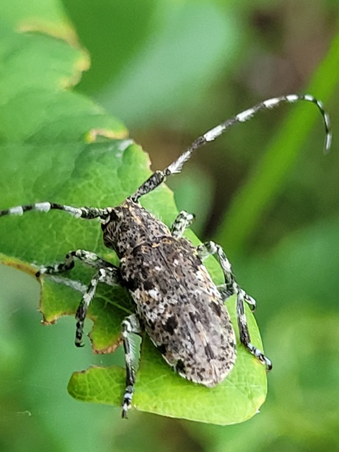 Mesosa nebulosa - ködfoltos cincér