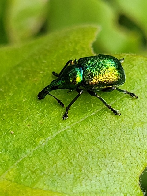 Byctiscus populi - nyárfa-levélsodró