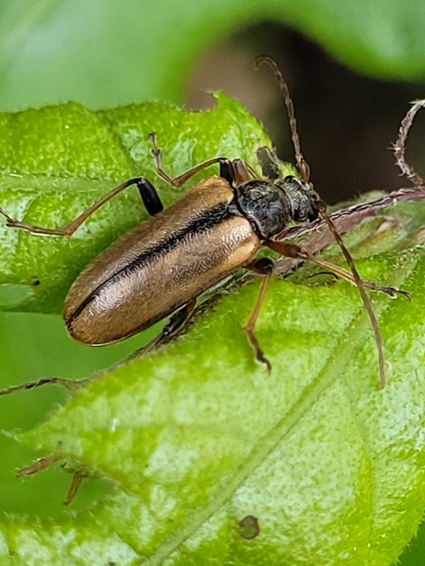 Cortodera humeralis - négyfoltos cserjecincér