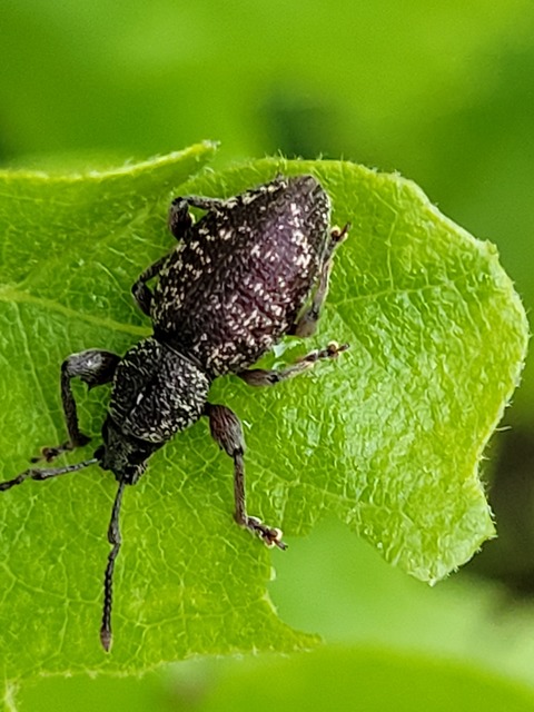 Otiorhynchus fullo - aranypikkelyes gyalogormányos