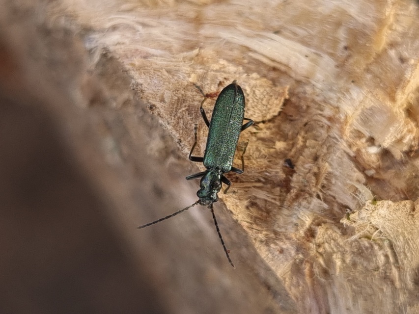 Ischnomera