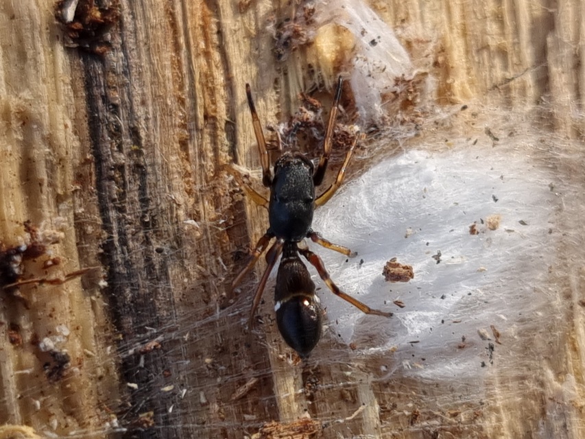 Leptorchestes berolinensis - fekete hangyautánzópók