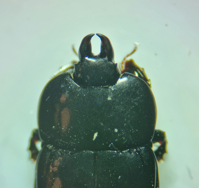 Hololepta plana - lemez-sutabogár