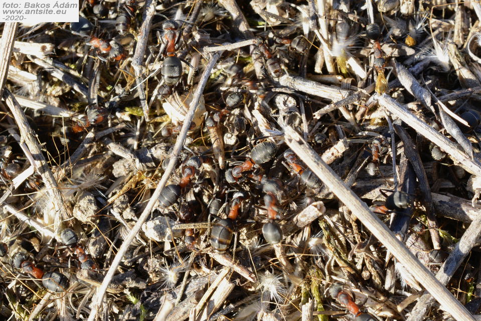 Formica pratensis - réti vöröshangya