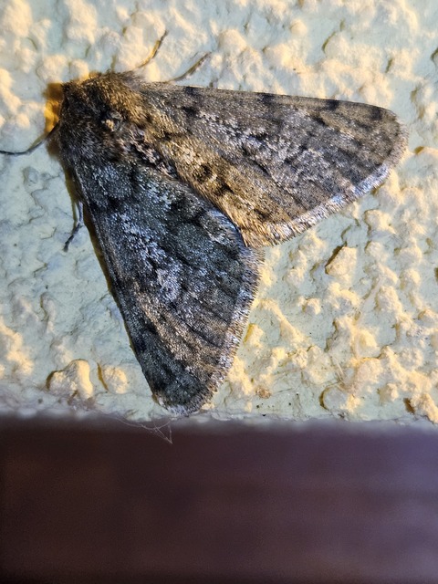 Apocheima pilosaria - zöldes tavasziaraszoló