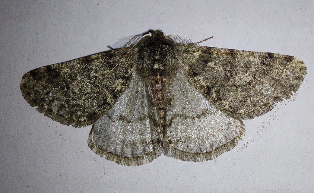 Apocheima pilosaria - zöldes tavasziaraszoló