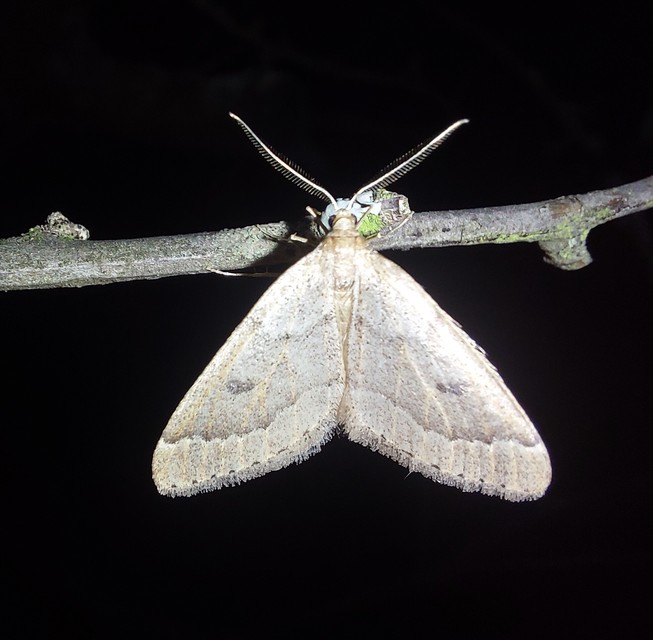 Theria rupicapraria - tavaszi kökényaraszoló