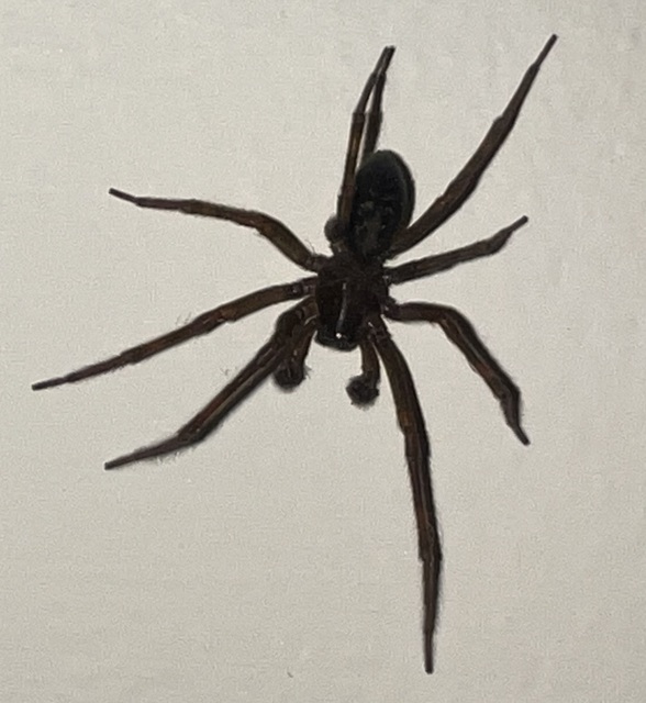 Amaurobius ferox - nagy eretnekpók