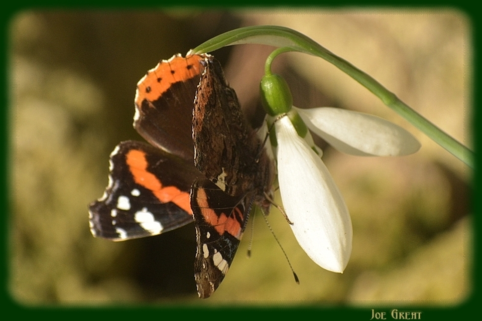 Vanessa atalanta - atalantalepke