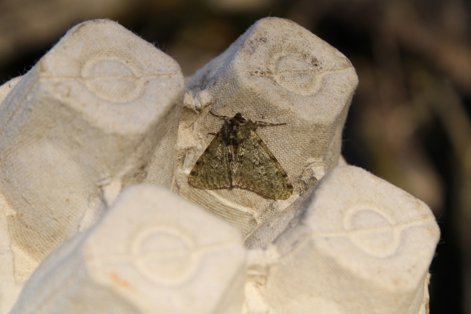 Apocheima pilosaria - zöldes tavasziaraszoló