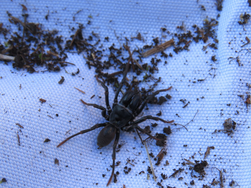 Atypus