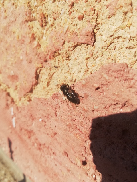 Eristalinus