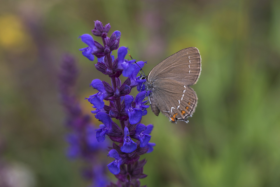 Satyrium ilicis - tölgyfa-csücsköslepke