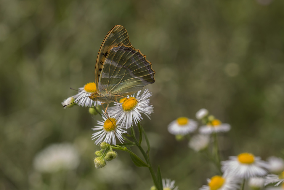 Argynnis paphia - nagy gyöngyházlepke