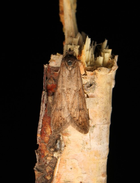 Tortricodes alternella - tavaszi sodrómoly