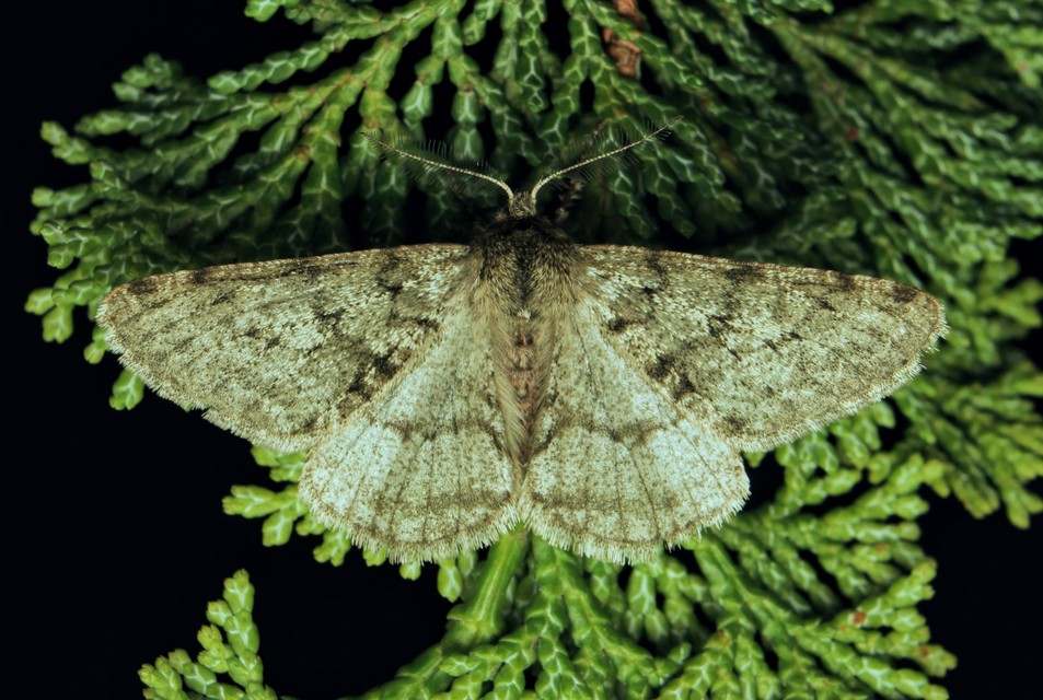 Apocheima pilosaria - zöldes tavasziaraszoló