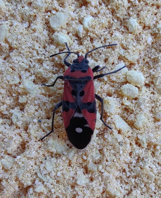 Lygaeus equestris/simulans