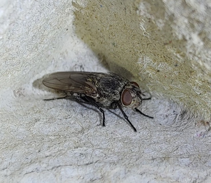 Pollenia