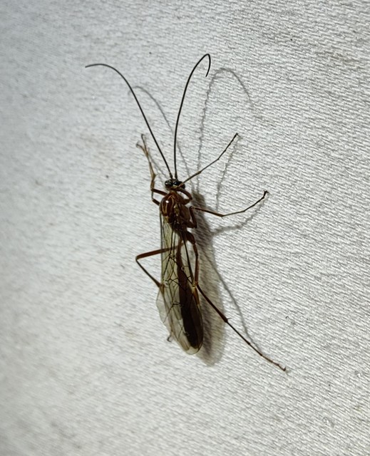 Ophion obscuratus