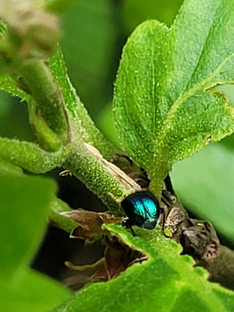 Lasiorhynchites