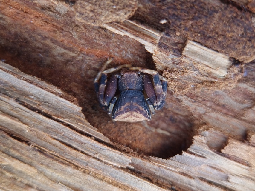 Pistius truncatus - csonka karolópók