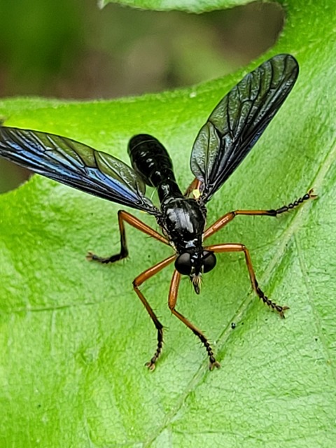 Dioctria oelandica - piroslábú héjalégy