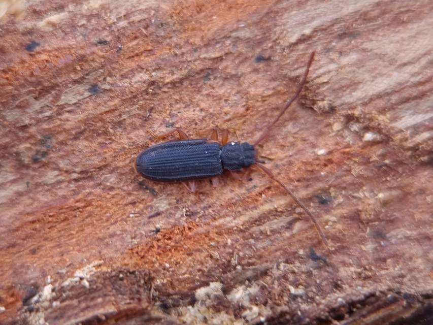 Uleiota planatus - hosszúcsápú fogasnyakú-lapbogár