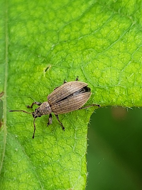 Phyllobius pallidus - tölgy-levélormányos