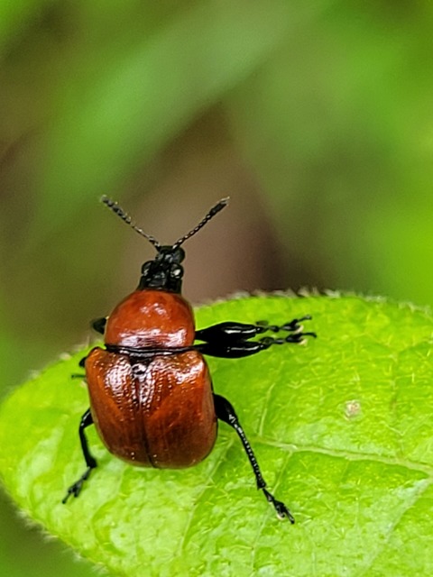 Attelabus nitens - tölgy-levélsodró