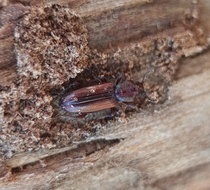 Bothrideres bipunctatus - szívnyakú humuszbogár