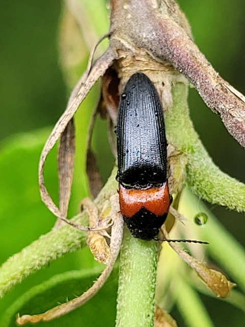 Ampedus sinuatus - felemásnyakú pattanó