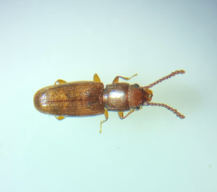 Laemophloeidae - szegélyeslapbogár-félék