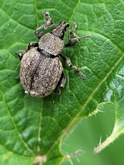 Otiorhynchus ligustici - vincellér-gyalogormányos
