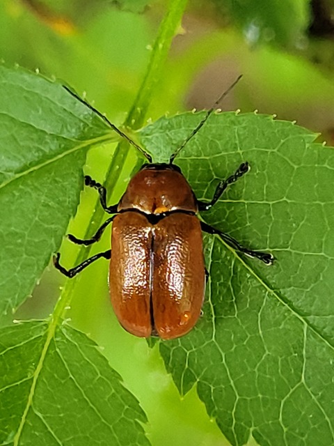 Cryptocephalus coryli - mogyoró-zömökbogár