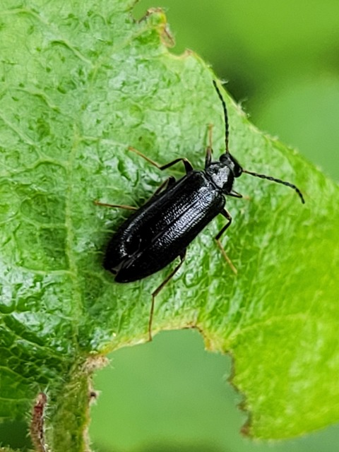 Mycetochara