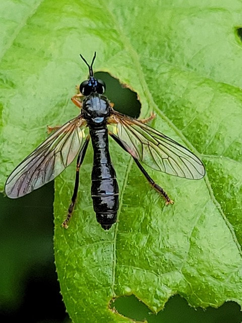 Dioctria