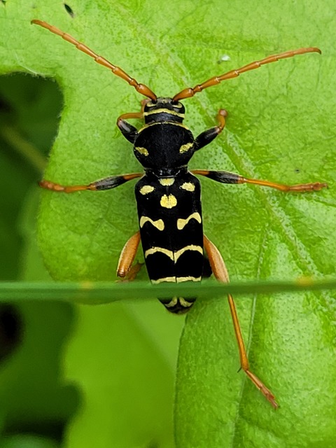 Plagionotus arcuatus - bársonyos darázscincér