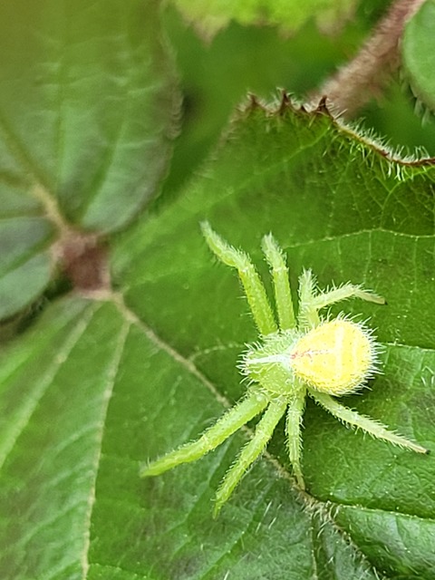 Heriaeus graminicola/hirtus